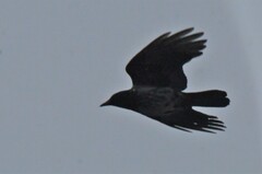 Corvus cornix × corone