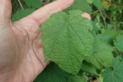 Sparrmannia africana