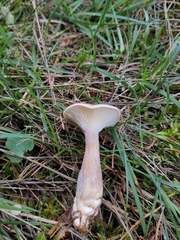 Ampulloclitocybe clavipes