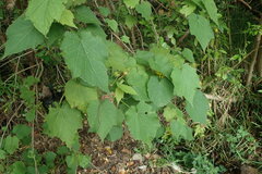 Sparrmannia africana