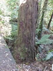 Dacrydium cupressinum