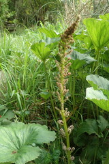 Gunnera perpensa