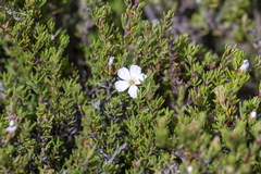 Frankenia pauciflora