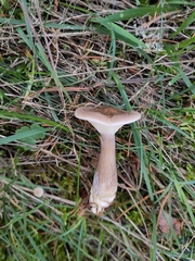 Ampulloclitocybe clavipes