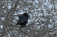 Corvus cornix × corone