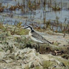 Charadrius pecuarius