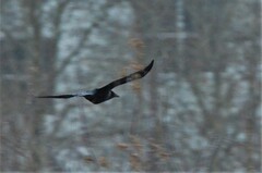 Corvus cornix × corone