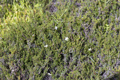 Frankenia pauciflora