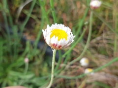 Leucochrysum albicans