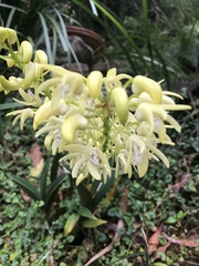 Tetragonula carbonaria
