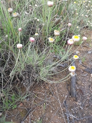 Leucochrysum albicans