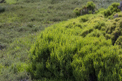 Tecticornia arbuscula