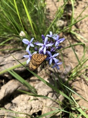 Pardopsis punctatissima