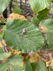 Harmonia axyridis