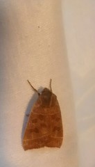 Ipimorpha pleonectusa