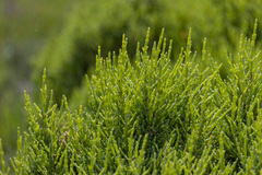 Tecticornia arbuscula