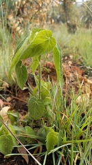 Acalypha villicaulis
