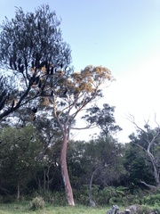 Eucalyptus racemosa