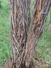 Eucalyptus macrorhyncha