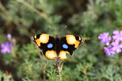 Junonia hierta