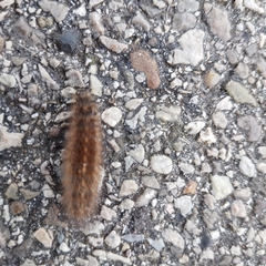 Phragmatobia fuliginosa