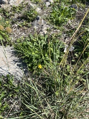 Hyoseris radiata