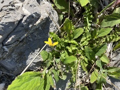 Hyoseris radiata