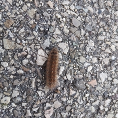Phragmatobia fuliginosa