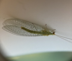 Apertochrysa edwardsi