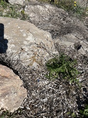 Hyoseris radiata