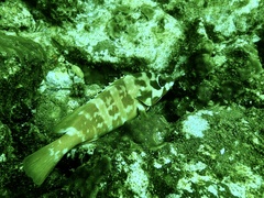 Epinephelus fasciatus