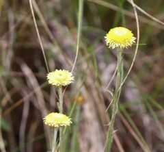 Coronidium gunnianum