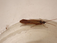 Limnephilus auricula