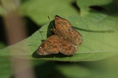 Pseudocoladenia dan