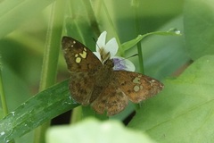 Pseudocoladenia dan