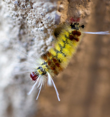 Lophocampa