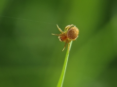 Araniella displicata