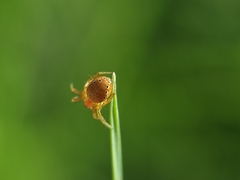 Araniella displicata