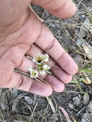 Nothoscordum gracile