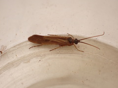 Limnephilus auricula