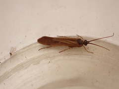 Limnephilus auricula