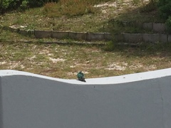 Chrysococcyx caprius