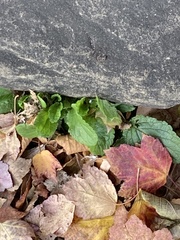 Angiospermae