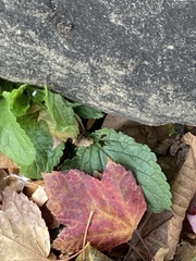 Angiospermae