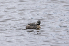 Poliocephalus poliocephalus