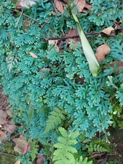 Selaginella uncinata