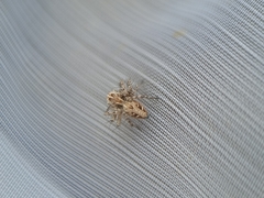 Oxyopes