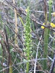 Microtis parviflora