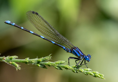 Argia serva