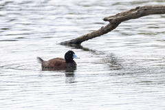 Oxyura australis